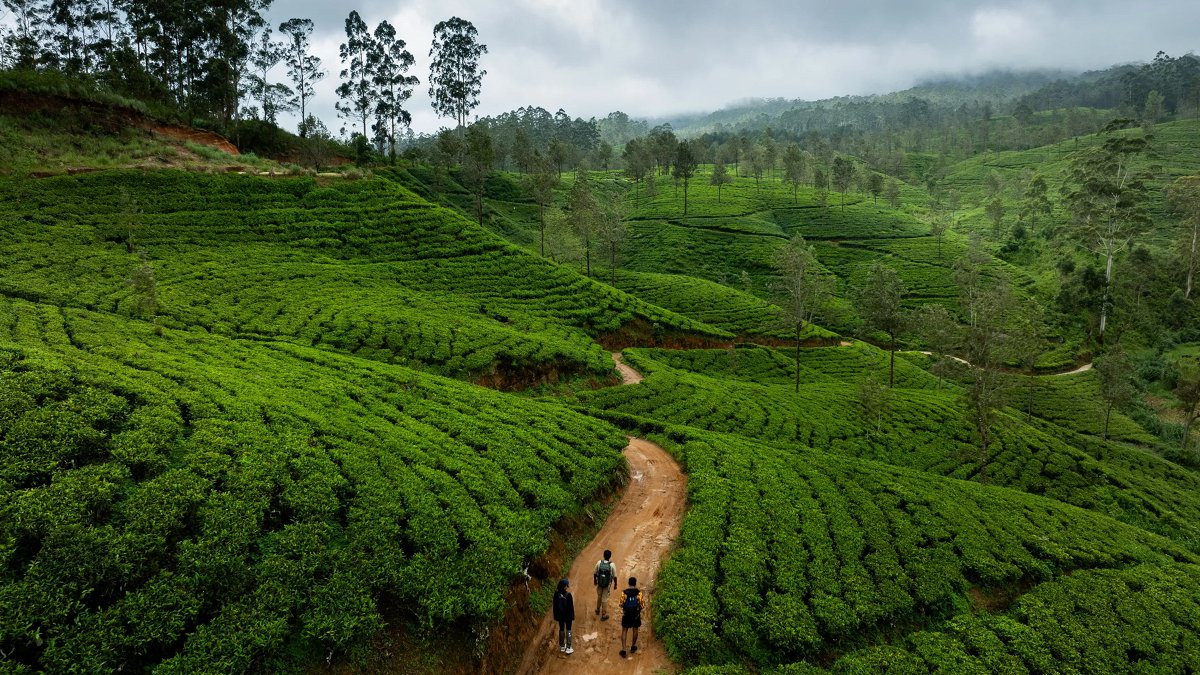 Ceylon Tea Trails - Photo 4